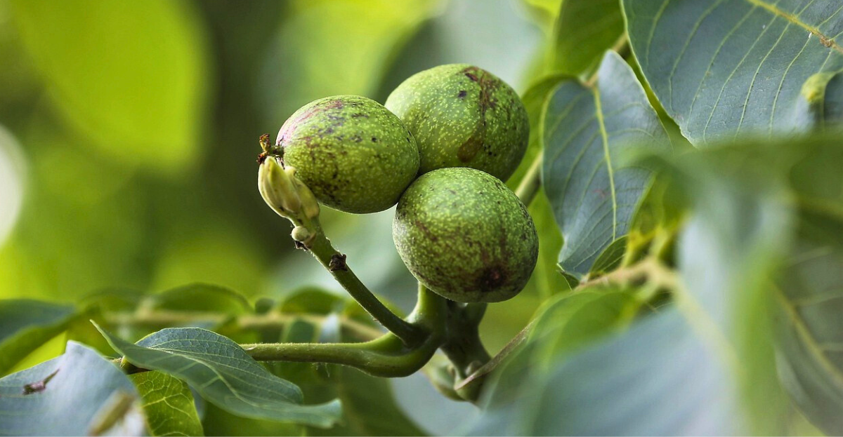 Walnuts